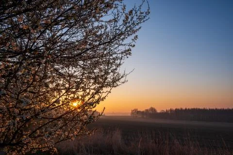 Sunrise in the fields with blooming cherry tree in front and forest in the ba Stock Photos