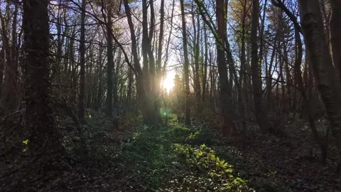 Sunrise flares shining bright between dense woodland forest trees Stock Footage 325663323