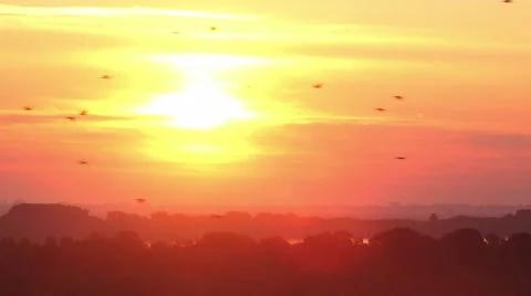 Sunrise with flock of birds Stock Footage 43079805