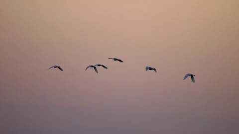 At sunrise，a flock of egrets are flying in the sky。 動画素材 324950980