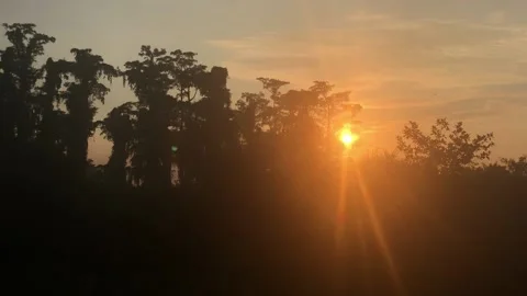 Sunrise in the Florida marsh Video stock 180503928
