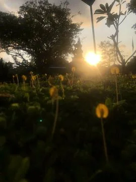 Sunrise Flower Stockfoto's