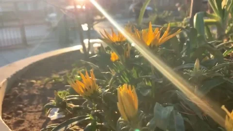 Sunrise with flowers Stock Footage 153535369