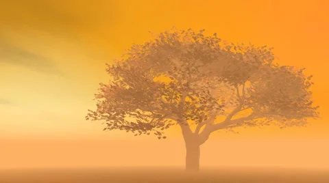Sunrise in fog - cherry tree Stock Footage 1089835