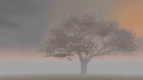 Sunrise in fog - cherry tree on gray Stock Footage 1089881