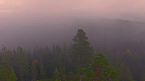 Sunrise Fog Over Pine Forest Hills in Norway — Peaceful Aerial View Stock Footage 320111214