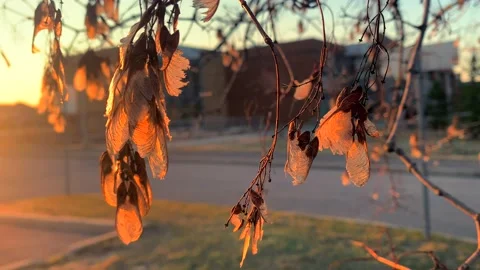 Sunrise Stock Footage 134954269