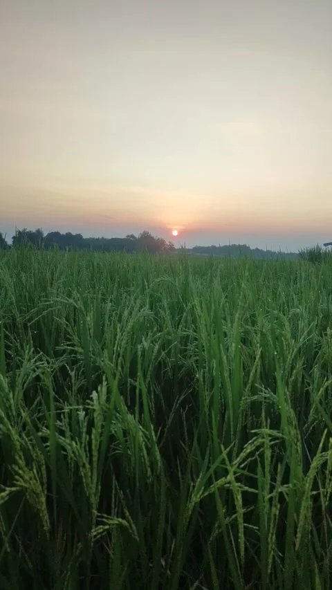Sunrise Stock Footage 243605703