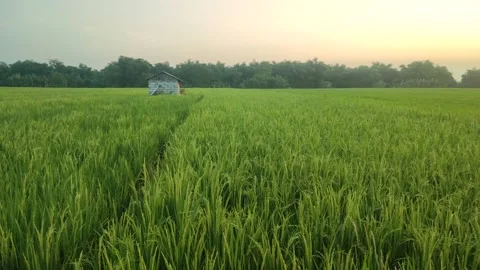 Sunrise Stock Footage 243608410