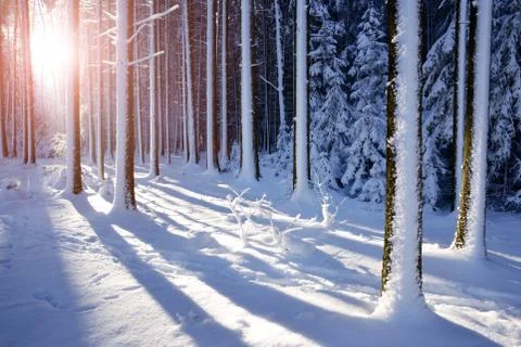 Sunrise in the forest between the trees trunks in winter. Foto stock