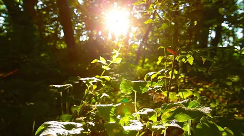 Sunrise in the forest, first sun rays pass through trees 库存影片 39935820