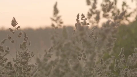 Sunrise in a forest with a fog Stock Footage 81430527