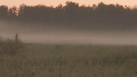 Sunrise in a forest with a fog Stock Footage 81430554