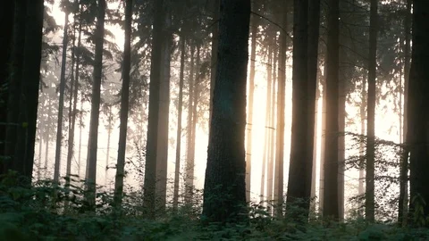 Sunrise in the forest Stock Footage