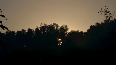 Sunrise forest Stock Footage 106211343
