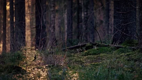 Sunrise in a forest Stock Footage 108864376