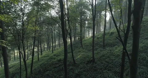 Sunrise in the forest Stock Footage 114140869