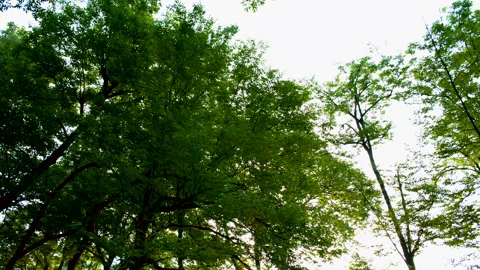Sunrise on forest Stock Footage 134868984