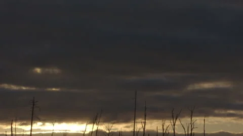 Sunrise in Forest Video stock 144838736