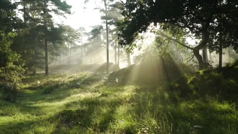 Sunrise in the forest Stock Footage 212282713