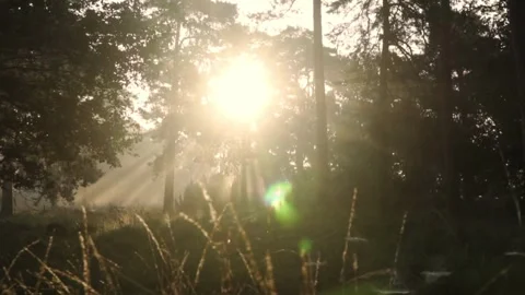 Sunrise in the forest Stock Footage 243543785