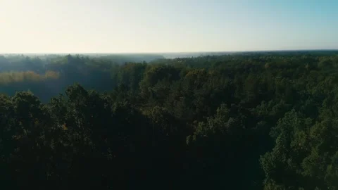 Sunrise in forest Stock Footage 260630206