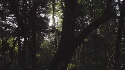 Sunrise in forest Stock Footage 261419405