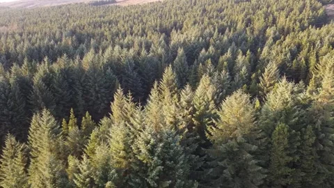 SUNRISE FOREST GOLDEN PINE TREES - PEAK DISTRICT NATIONAL PARK - ENGLAND Stock Footage 243270898