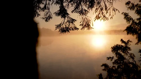 Sunrise in the forest by the lake Stock Footage 102055496