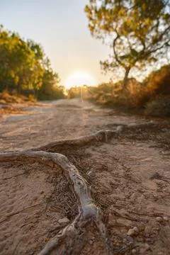 Sunrise on a Forest Path Stock Photos