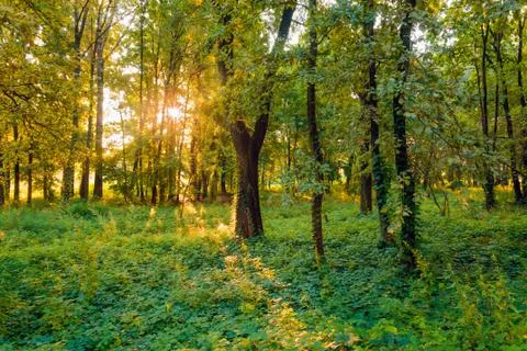 Sunrise in the forest Фото