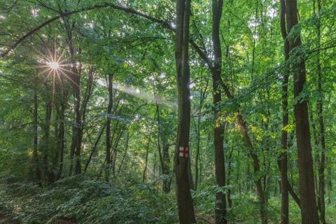 Sunrise in forest Stock Photos