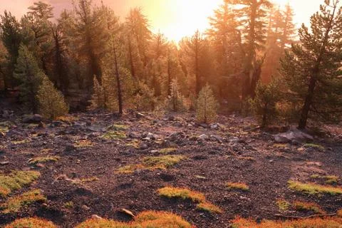 Sunrise in the forest Stock Photos