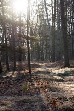 Sunrise forest Stock Photos