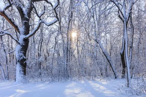 Sunrise in forest Stock Photos