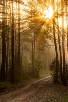 Sunrise in the forest Stock Photos