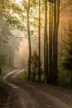 Sunrise in the forest 库存照片