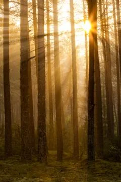 Sunrise in the forest Stock Photos