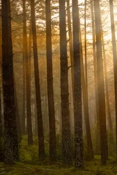 Sunrise in the forest Stock Photos