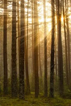 Sunrise in the forest Stock Photos