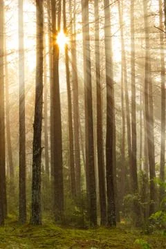 Sunrise in the forest Stock Photos