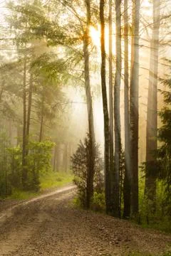 Sunrise in the forest Foto stock