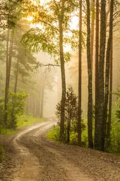 Sunrise in the forest Stock Photos