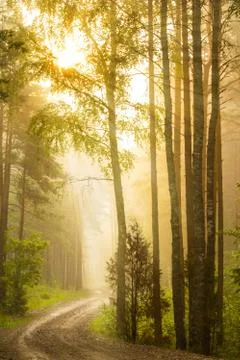 Sunrise in the forest Stock Photos