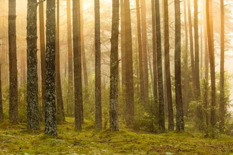 Sunrise in the forest Foto stock