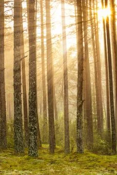 Sunrise in the forest Stock Photos