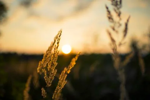 Sunrise in forest Stock Photos