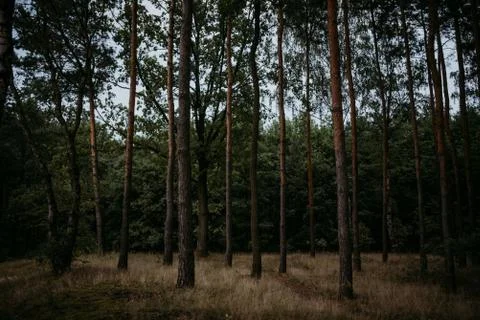 Sunrise in the forest Foto stock