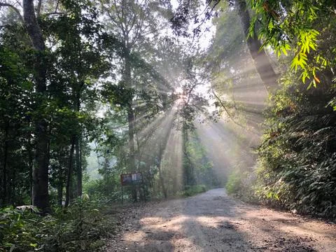 Sunrise in forest 스톡 사진