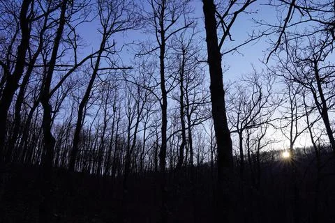 Sunrise from the forest Stock Photos